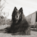 honden foto 