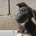 honden foto 