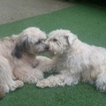 honden foto 