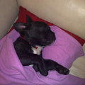 honden foto Hallo dit is onze pup Igor een franse bulldog van 6 maandjes momenteel, is een lieverd en we wilden hem even hier opzetten want zo'n hond wil je met iedereen delen toch.

Groetjes Corné, Ida en Bryanna.