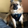 honden foto 