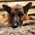 honden foto 