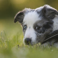 honden foto 