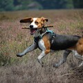 honden foto 