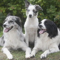 honden foto 