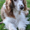 honden foto Ook Pino, onze 2e Welsh geniet van het najaarszonnetje. Hij is nu 12 jaar.