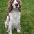 honden foto Cooper