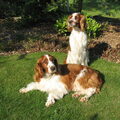 honden foto Onze fotomodellen Cooper en Pino toen ze ongeveer 5 jaar oud waren.