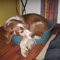 honden foto Ook Pino past in de kattemand