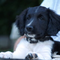 honden foto Bella 3 maanden oud.