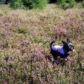honden foto 