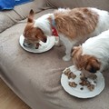 honden foto 