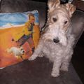 honden foto 