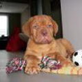 honden foto 
