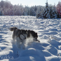 honden foto 