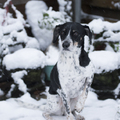 honden foto 