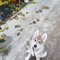 honden foto 