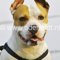 honden foto onze liefe player kruising amerikaanse bulldog - pitbull