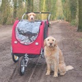 honden foto 