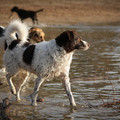 honden foto 