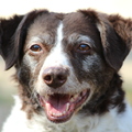 honden foto 