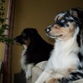 honden foto 