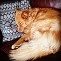 honden foto 