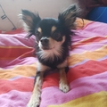 honden foto 