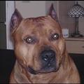 honden foto 