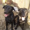 honden foto links- Mickey en rechts- Walker
