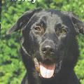 honden foto 