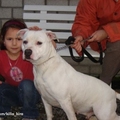 honden foto dit is killa mijn amstaff.
buiten haar heb ik nog twee pitbulls rednose zoé en kira