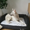 honden foto 