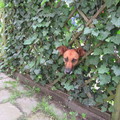 honden foto 