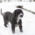 honden foto Noa , ziet de sneeuw ook zitten , 