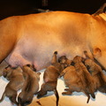 honden foto Lea en de puppies