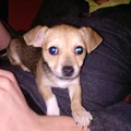 honden foto wat ken ik zielig kijken he?