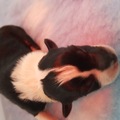 honden foto 