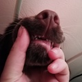 honden foto 