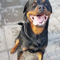 honden foto 