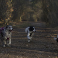 honden foto 