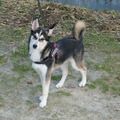 honden foto 