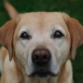 honden foto 