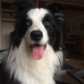 honden foto 