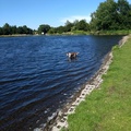 honden foto 