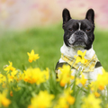 honden foto 
