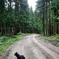 honden foto 