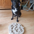 honden foto 