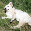 honden foto 