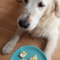 honden foto 